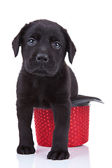 Image showing cute little black labrador 