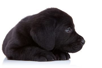 Image showing tired labrador retriever puppy