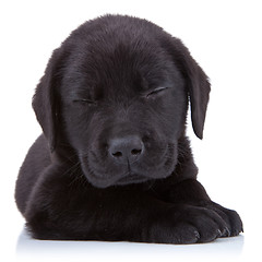 Image showing tired  black labrador
