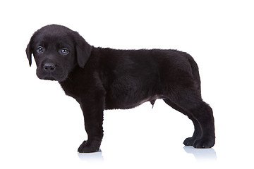 Image showing side view of a black labrador retriever