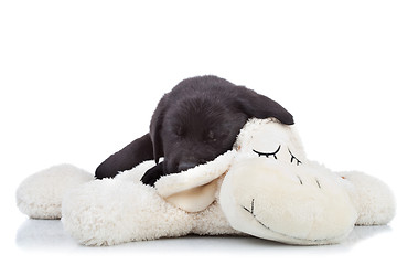 Image showing  black labrador puppy sleeping 