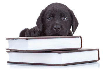 Image showing smart little labrador