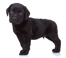 Image showing  curious black labrador 