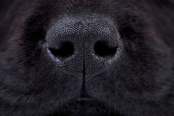 Image showing wet black labrador puppy's nose