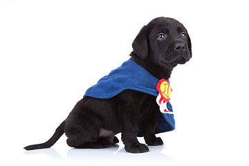 Image showing number one little black labrador