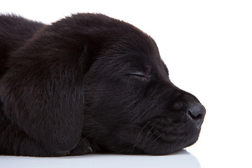 Image showing sleepy black labrador