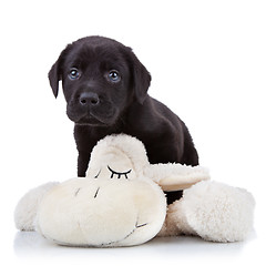 Image showing playful labrador puppy