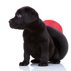 Image showing cute little black labrado