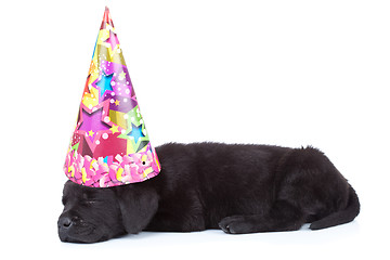 Image showing party dog sleeping 