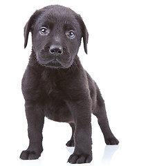 Image showing alert labrador retriever puppy 