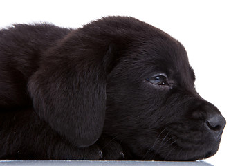 Image showing sleepy black labrador