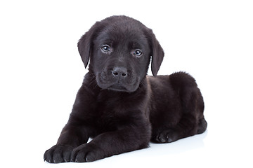 Image showing  labrador retriever puppy