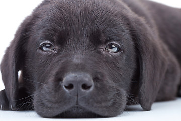 Image showing sad little black labrador retriever