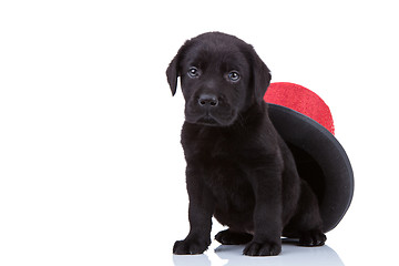 Image showing cute little black labrador retriever