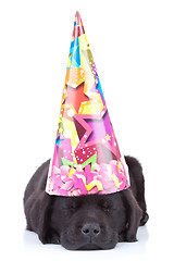 Image showing party dog sleeping