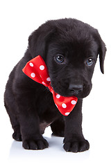 Image showing handsome black puppy