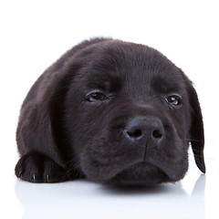 Image showing tired  black labrador
