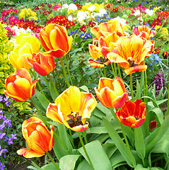 Image showing Spring flowers in a meadow