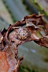 Image showing Garden Snail