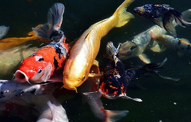 Image showing koi fish