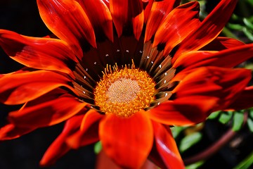 Image showing Gazania krebsiana flower