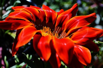 Image showing Gazania krebsiana flower