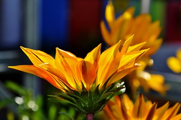 Image showing Gazania krebsiana flower