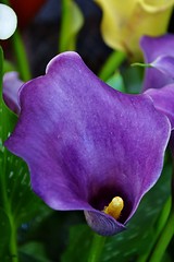 Image showing Arum Lily