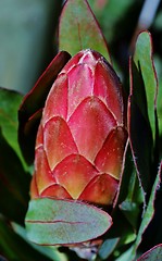 Image showing Protea blossom bud