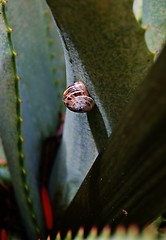 Image showing garden snail