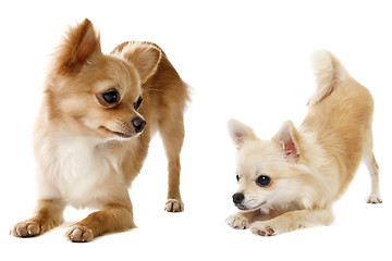Image showing playing chihuahuas