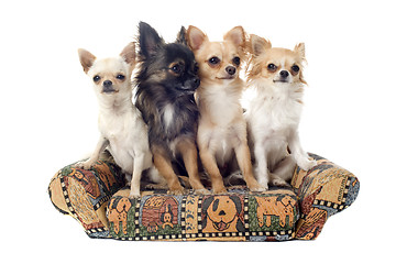 Image showing chihuahua on sofa