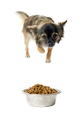 Image showing chihuahua and food bowl