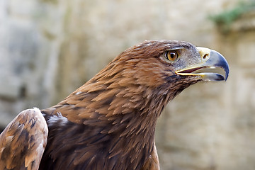 Image showing Golden Eagle ,Aquila chrysaetos