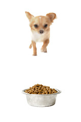 Image showing chihuahua and food bowl