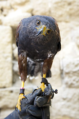 Image showing Harris's Hawk