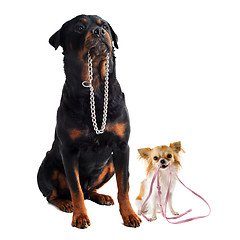 Image showing dogs with collar and leash