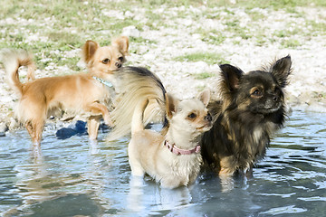 Image showing chihuahuas in the river