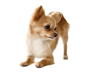 Image showing playing chihuahua