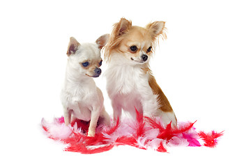 Image showing chihuahuas with pink feather
