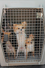 Image showing dogs in kennel