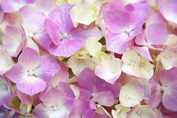 Image showing  pink hydrangea