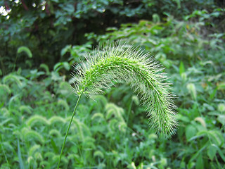 Image showing Giant Foxtail