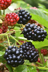 Image showing Blackberries