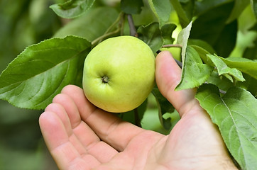 Image showing Apple