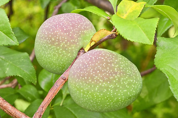 Image showing Quincy fruits