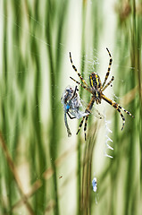 Image showing spider with cought blue-tailed damselfly