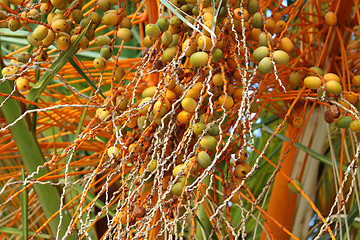 Image showing Palm tree with fruits