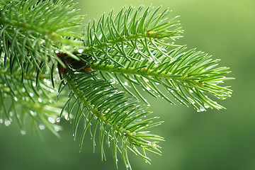 Image showing Pine branch with raindrops