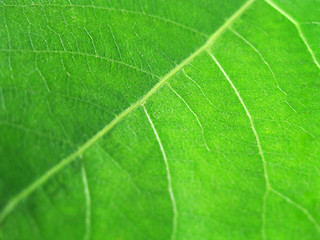 Image showing Green leaf